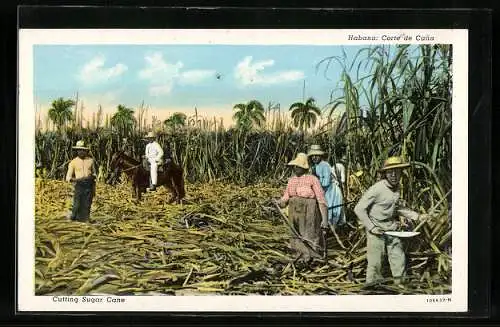 AK Habana, Corte de Cana, Cutting Sugar Cane