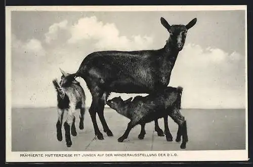 AK Mannheim, 38. Deutsche Landwirtschaftliche Wander-Ausstellung 1932, Prämiierte Mutterziege mit Jungen