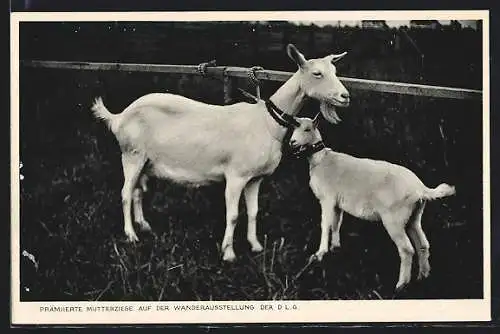 AK Mannheim, 38. Deutsche Landwirtschaftliche Wander-Ausstellung 1932, Prämiierte Mutterziege und Junges