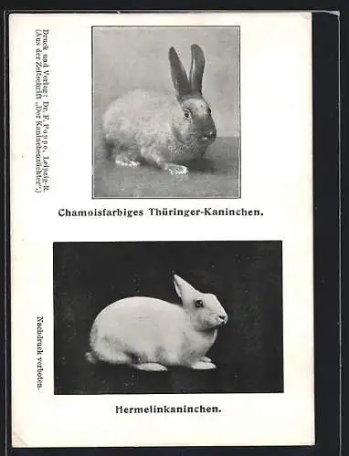 AK Chamoisfarbiges Thüringer-Kaninchen, Hermelinkaninchen