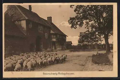 AK Braunschweig-Riddagshausen, Häuser und Schafsherde