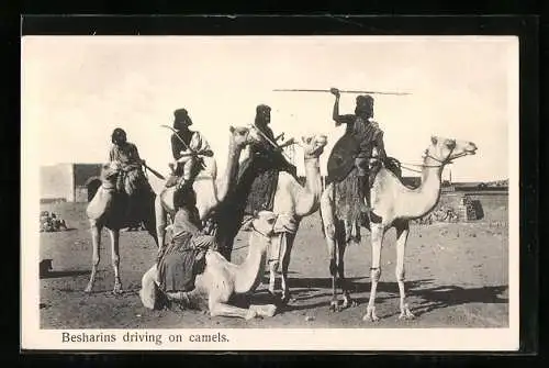 AK Besharins driving on camels