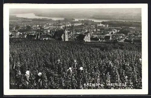 AK Krems a. d. Donau, Anwohner bei der Weinlese