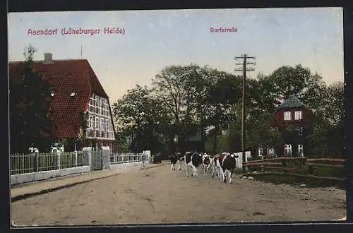 AK Asendorf / Lüneburger Heide, Dorfstrasse mit Kuhherde