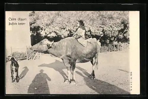 AK Cairo, Buffalo keeper, Junges Mädchen auf einem Büffel