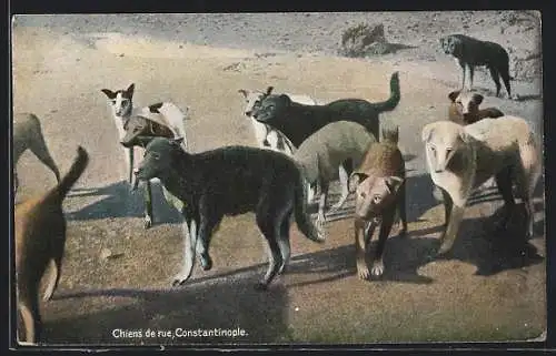 AK Constantinople, Chiens de rue, Strassenhunde