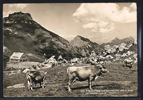 AK Pfälzerhütte, Kühe und Bettlerjoch
