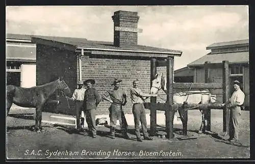 AK Bloemfontein, S. A. C. Sydenham Branding Horses