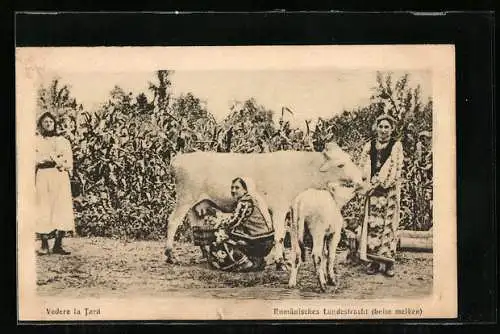 AK Vedere in Tara, Rumäninnen in Landestracht beim Melken