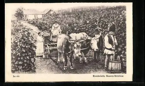 AK Rumänische Bauern mit dem Ochsengespann bei der Weinlese