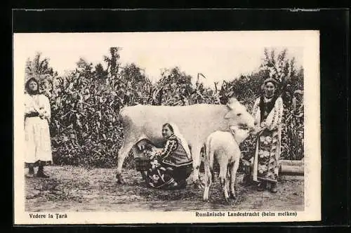 AK Vedere in Tara, Rumäninnen in Landestracht beim Melken