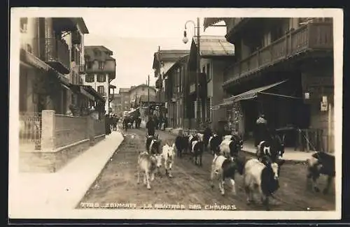 AK Zermatt, La rentrée des chèvres, Ziegenherde