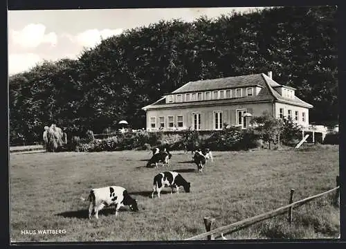 AK Friedrichsdorf über Hofgeismar, Hotel und Pension Haus Wattberg, Inh. W. Jordan, weidende Kühe davor