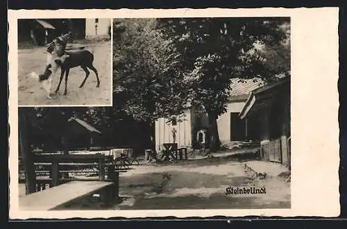 AK Krummnussbaum, Steinbründl, Gasthaus mit Garten, Tierfreundschaft zwischen Hund und Reh