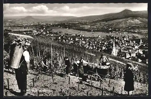 AK Ahrweiler /Ahr, Heinens Weinlese mit Ortsansicht