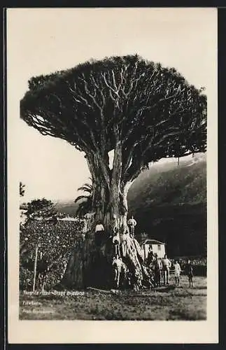 AK Tenerife, Icod Drago mileario