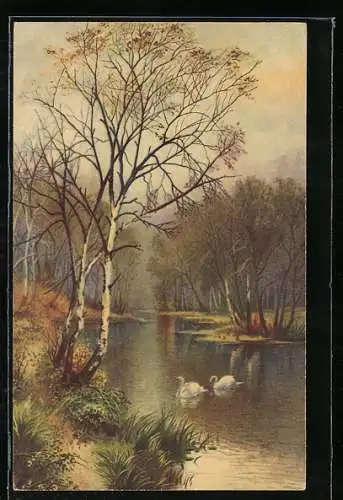 Künstler-AK Wenau-Pastell Nr. 1246: Schwäne auf dem Bach im Wald