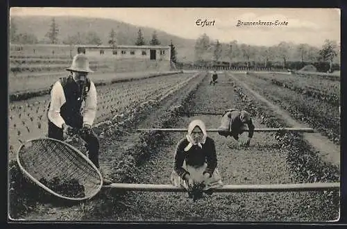 AK Erfurt, Arbeiter bei der Brunnenkress-Ernte