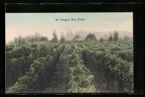 AK Oregon, An Oregon Hop Field