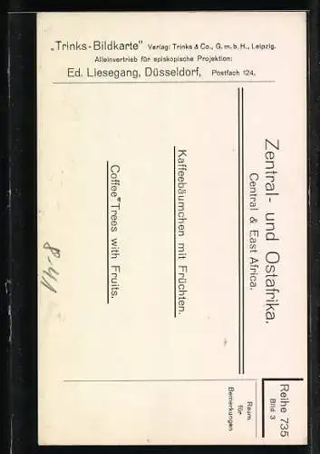 AK Landarbeiter am Kaffeebäumchen mit Früchten