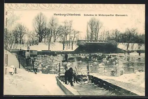 AK Hamburg-Uhlenhorst, Schwäne im Winterquartier, Barcastr.