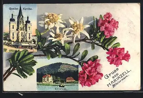 AK Mariazell, Gnadenkirche, Erlafsee, Edelweiss und Oleander