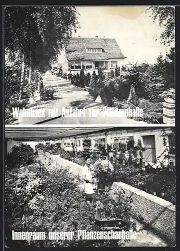 AK Heddesheim / Baden, Baumschule mit Wohnhaus und Pflanzenschauhalle, Grosssachsener Strasse