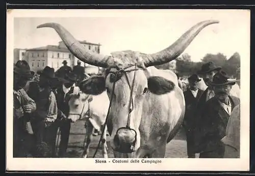 AK Siena, Costumi della Campagne