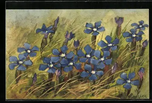Künstler-AK Anna Haller: blau blühende Wiesenblumen