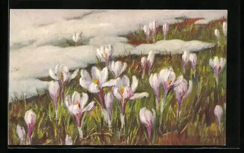 Künstler-AK A.Haller: Schöne Blumen an einem schneebehangenem Berg