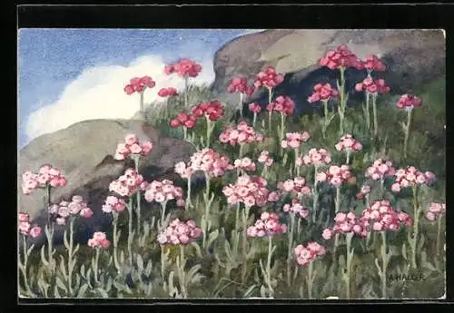 Künstler-AK Anna Haller: rosa blühende Blumen in den Bergen