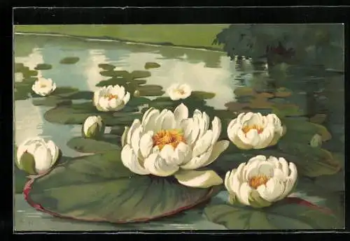 Künstler-AK Meissner & Buch (M&B) Serie 699 Wasserflora: Blühende Teichrosen