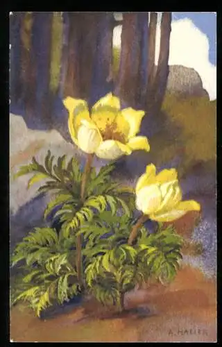 Künstler-AK Anna Haller: Blumen mit gelber Blüte