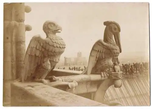 Fotografie unbekannter Fotograf, Ansicht Paris, Fassadenskulpturen Vögel auf der Kathedrale Notre Dame