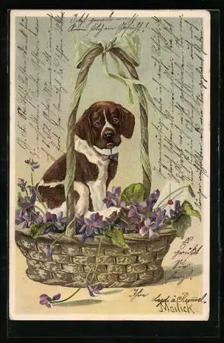 Künstler-AK Alfred Mailick: Hund sitzt im Blumenkorb