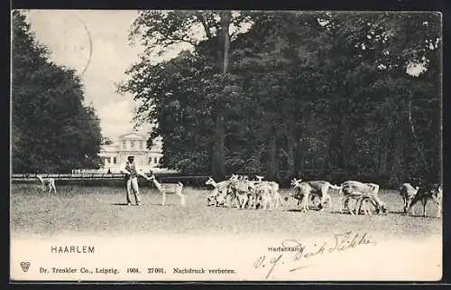 AK Haarlem, Hertenkamp, Rehfütterung