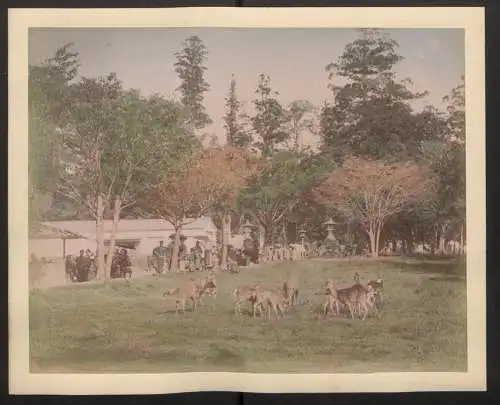 Fotoalbum mit 65 Fotografien, Ansicht Kioto, Tracht, Geisha, Tempel, Daibutsu, Nikko, Kobe, Tokyo