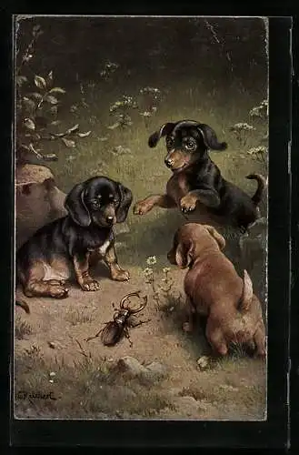 Künstler-AK Carl Reichert: Drei Dackel bei Betrachtung eines Hirschkäfers