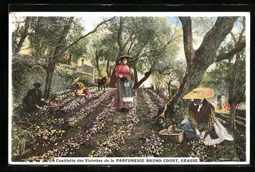AK Grasse, Blumenfeld, Cueillette des Violettes de la Parfumerie Bruno Court