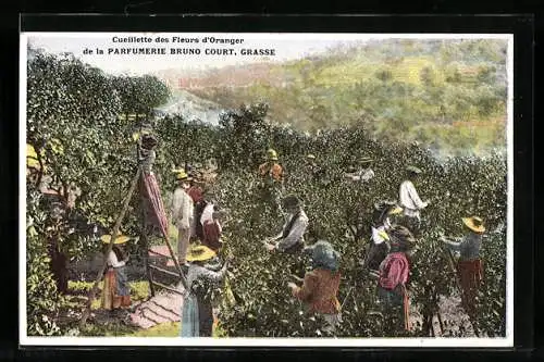 Künstler-AK Grasse, Cueillette des Fleurs d'Oranger de la Parfumerie Bruno Court