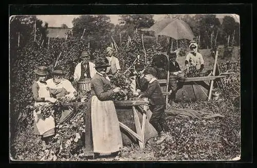 AK East Kent Hop Garden