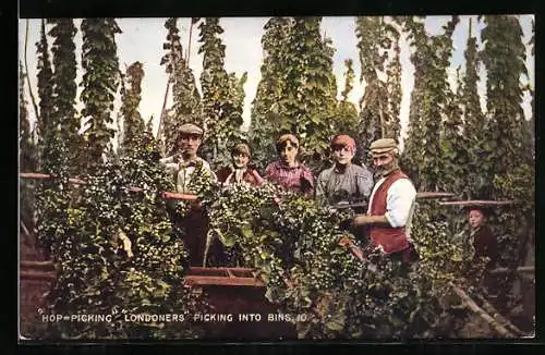 AK Hop-Picking, Londoners picking into bins