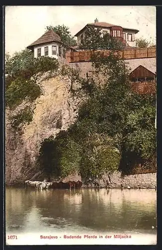 AK Sarajewo, Badende Pferde in der Miljacka