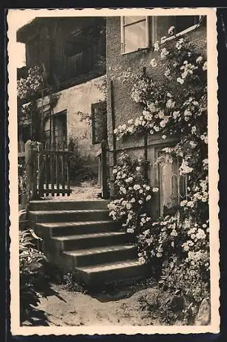 AK Neumarkt /Stmk., Heckenrosen in Buchberg-Maly