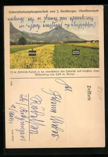 AK Hederichbekämpfungsversuch von J. Kirchberger, Reklame für Hederich-Kasnit