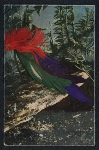 Echtfedern-AK Ein bunter Vogel aus echten Federn auf einem Stück Holz