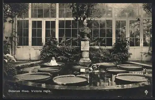 AK Kopenhagen, Botanisk Have, Victoria regia