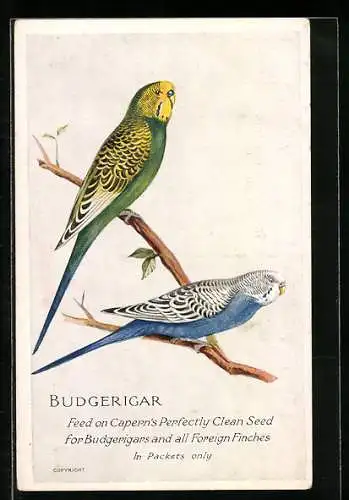 AK Reklame für Capern`s Bird Foods &c, Budgerigar