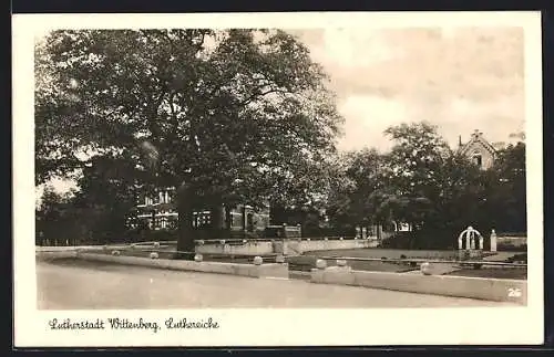 AK Wittenberg / Lutherstadt, Luthereiche, Park