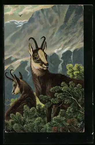 Künstler-AK Fr. Rösler: Gämsen im Gebirge
